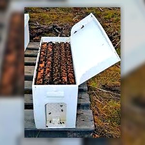 Understory Harvest nucleus colony bees