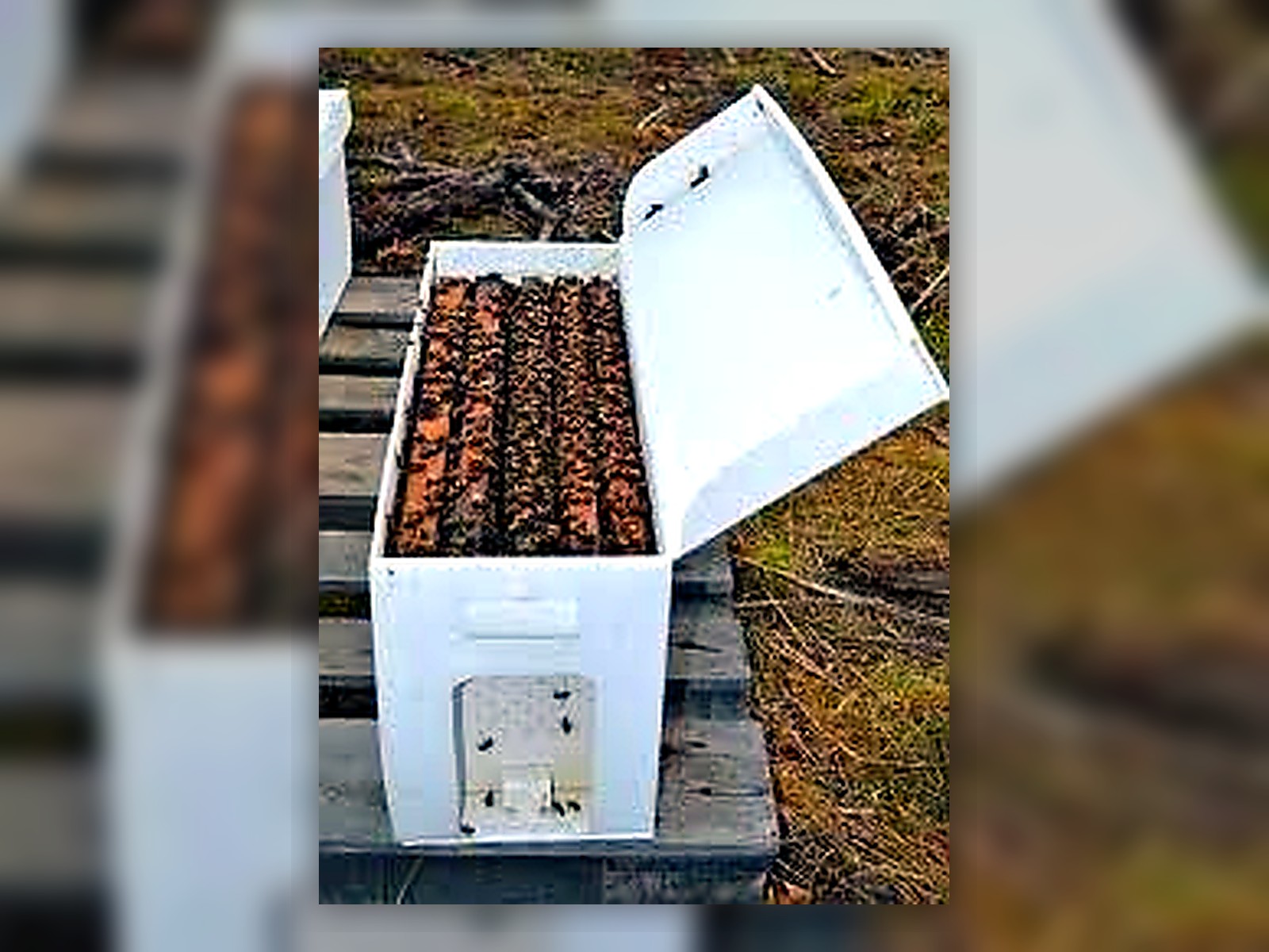 Understory Harvest nucleus colony bees