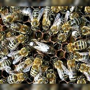 Understory Harvest queen bee 2025
