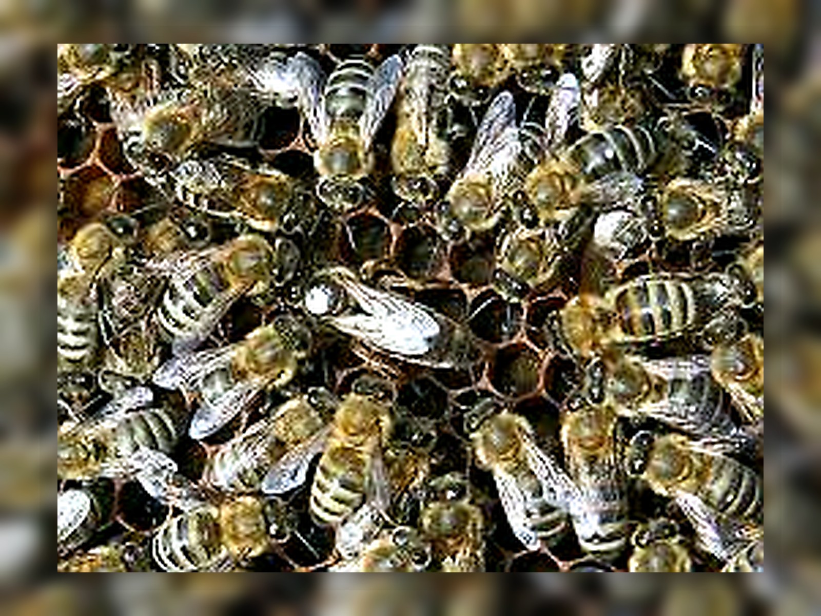 Understory Harvest queen bee 2025